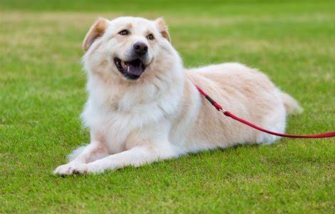 くつろぐわんちゃん