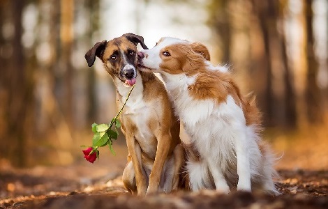 なかよしわんちゃん